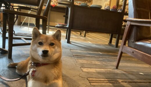 【江の島】愛犬と一緒に利用できるカフェ”江のまる”に行ってきた