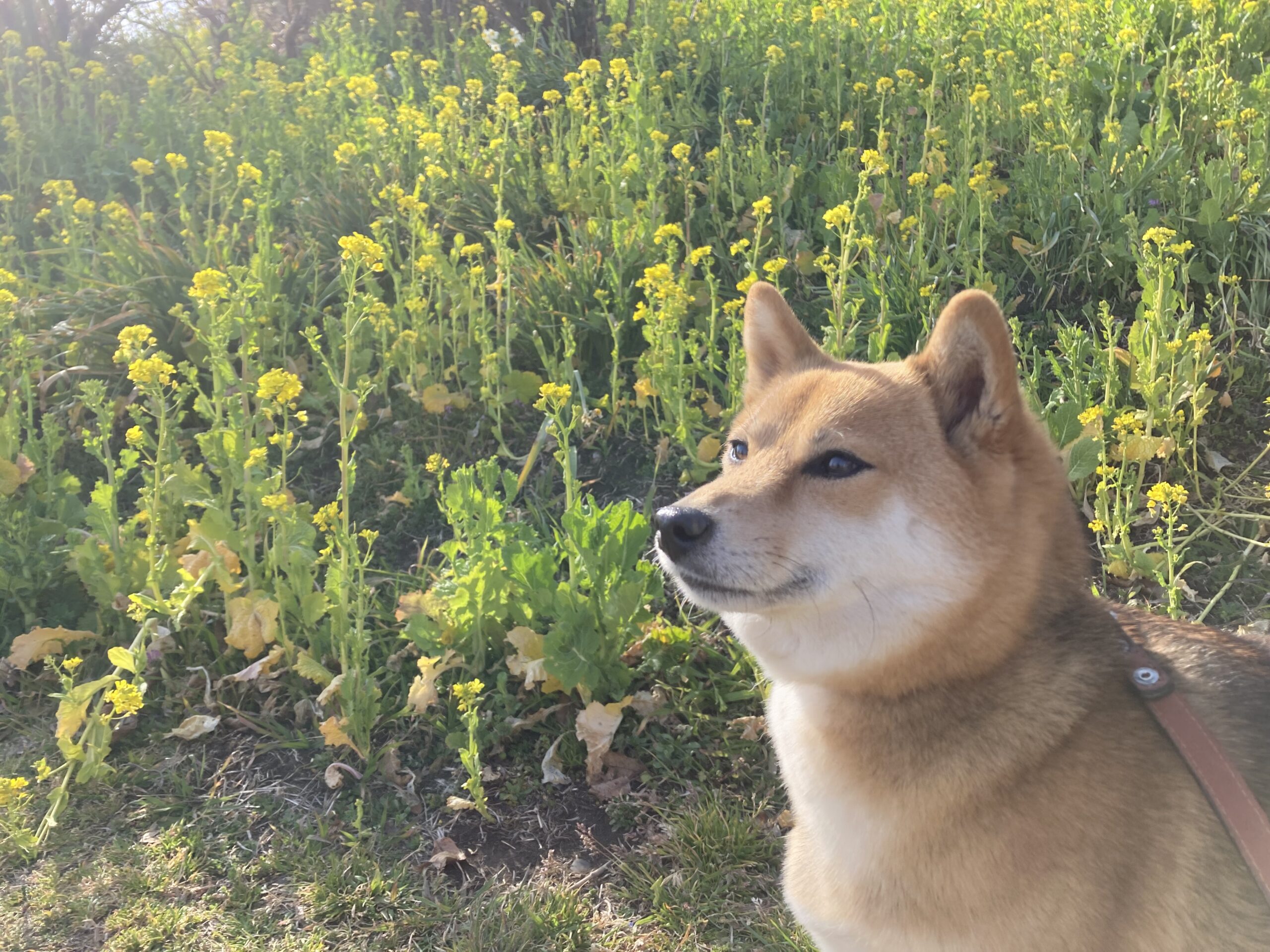 ドッグラン紹介 マザー牧場ドッグラン 千葉県富津市 ごま柴さんぽ